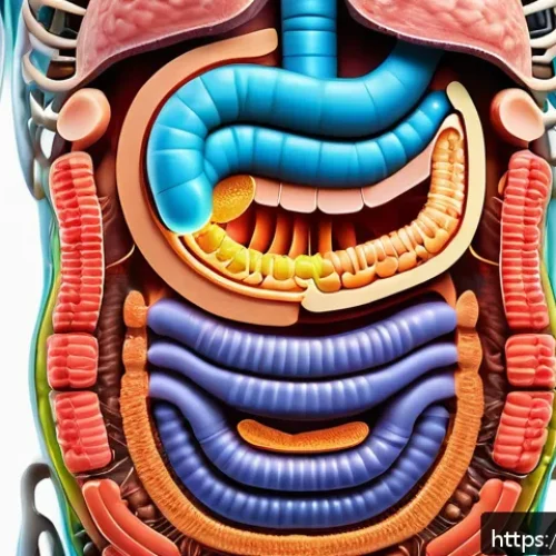 Home 31 염소 젖산 함량 - A vibrant and detailed scientific illustration of the human digestive system highlighting the colon ...